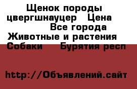 Щенок породы  цвергшнауцер › Цена ­ 30 000 - Все города Животные и растения » Собаки   . Бурятия респ.